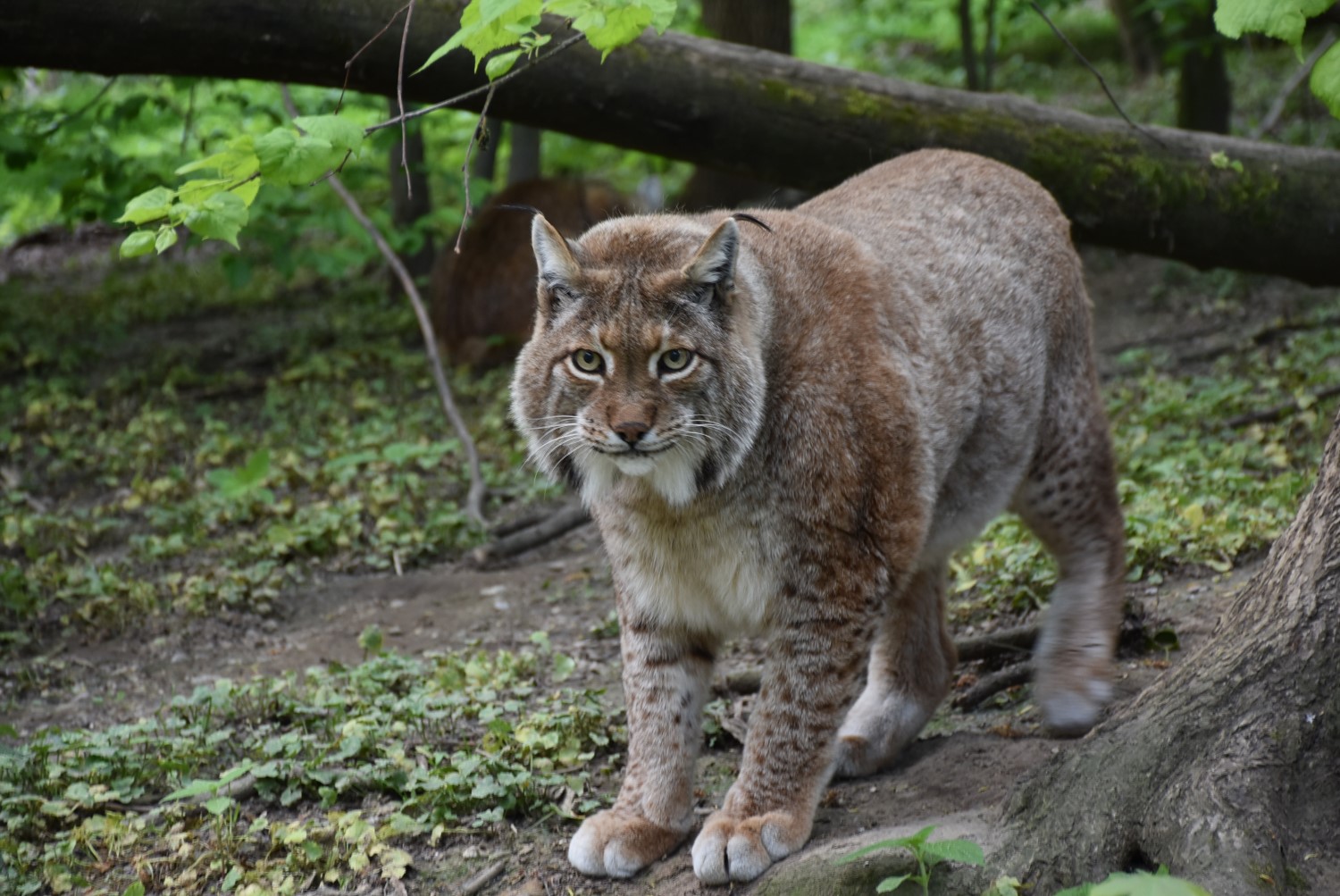 Luchs im Tierpark Haag